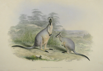 John Gould Macropodidae